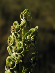 Habenaria pubidactyla