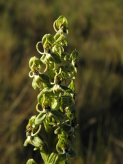 Habenaria pubidactyla
