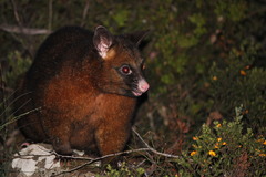 Trichosurus vulpecula fuliginosus