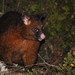 Tasmanian Brushtail Possum - Photo (c) Matt Campbell, some rights reserved (CC BY-NC), uploaded by Matt Campbell