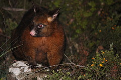 Trichosurus vulpecula fuliginosus