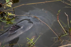 Ameiurus catus