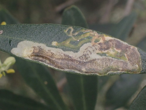 Metriochroa latifoliella