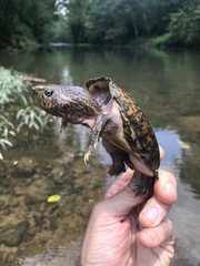 Sternotherus peltifer