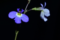 Lobelia berlandieri