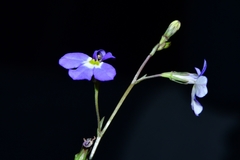 Lobelia berlandieri