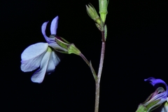 Lobelia berlandieri
