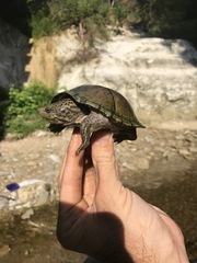 Sternotherus peltifer