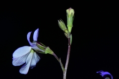 Lobelia berlandieri