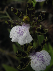 Zygopetalum