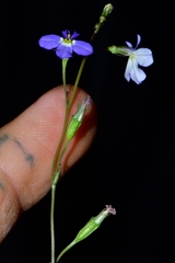 Lobelia berlandieri