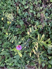 Lathyrus clymenum