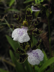 Zygopetalum