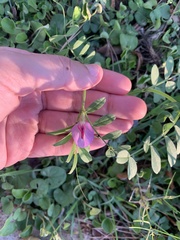 Lathyrus clymenum