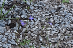 Lobelia berlandieri