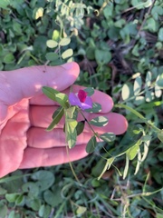 Lathyrus clymenum