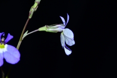 Lobelia berlandieri