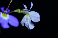 Lobelia berlandieri