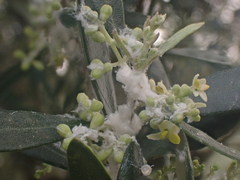 Euphyllura olivina