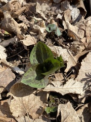 Trillium sessile