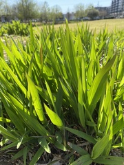 Pleioblastus viridistriatus