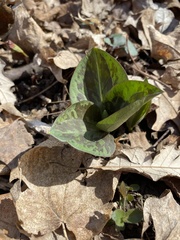 Trillium sessile
