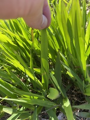 Pleioblastus viridistriatus