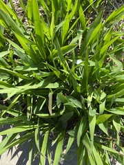 Pleioblastus viridistriatus