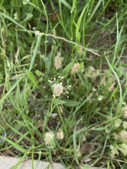 Plantago lagopus
