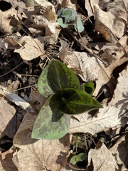 Trillium sessile