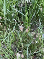 Plantago lagopus