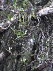 Maxillaria notylioglossa