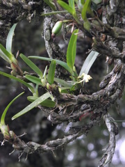 Maxillaria notylioglossa
