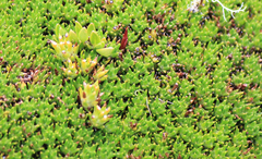 Abrotanella forsteroides