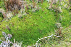 Abrotanella forsteroides