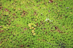 Abrotanella forsteroides