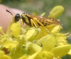 Tenthredo baetica