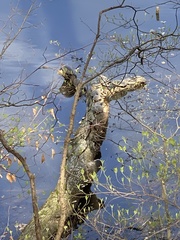 Pseudemys concinna concinna