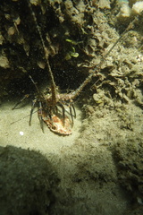 Panulirus marginatus