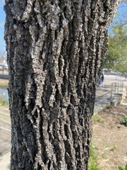 Fraxinus pennsylvanica