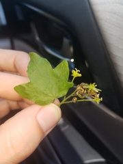 Acer campestre