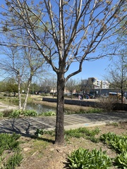 Fraxinus pennsylvanica