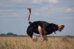 Struthio camelus massaicus