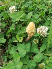 Orobanche crenata