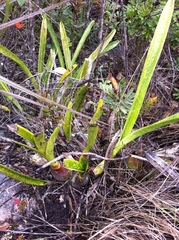 Encyclia alboxanthina