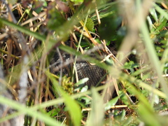 Dasypus novemcinctus image