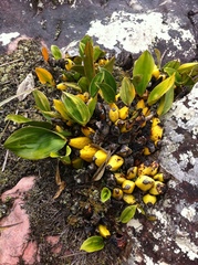 Bifrenaria