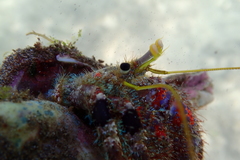 Dardanus sanguinocarpus