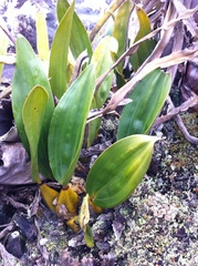 Bifrenaria