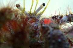 Dardanus sanguinocarpus